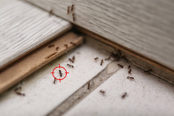 Best Pest Removal Services  in Manchester, MI